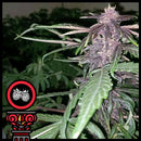 DOMUS SEEDS - REDBERRY EXPRESS AUTO - 3 SEEDS