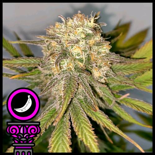 DOMUS SEEDS - BANANA SPLIT FEM - 3 SEEDS