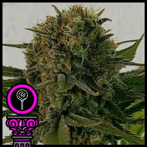 DOMUS SEEDS - BLACK SCOTT'S OG FEM - 5 SEEDS