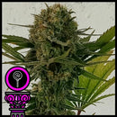 DOMUS SEEDS - BLACK SCOTT'S OG FEM - 3 SEEDS