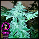 DOMUS SEEDS - BLUE CHEESE FEM - 5 SEEDS