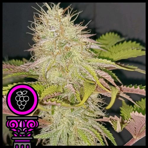 DOMUS SEEDS - GRAN DADDY PURPLE FEM - 3 SEEDS