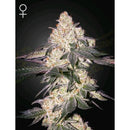 GREEN HOUSE - MOWEETO FEM - 3 SEEDS