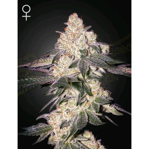 GREEN HOUSE - MOWEETO FEM - 10 SEEDS