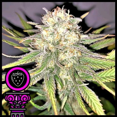 DOMUS SEEDS - ROCK RUNTZER FEM - 3 SEEDS