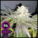 DOMUS SEEDS - TROPICANA PURPLE COOKIES FEM - 3 SEEDS