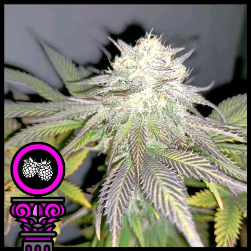 DOMUS SEEDS - TROPICANA PURPLE COOKIES FEM - 5 SEEDS