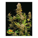 FAST BUDS - APRICOT AUTO - 100 SEMI