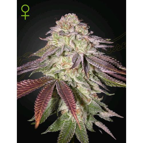 GREEN HOUSE - SUGARLATO AUTO - 1 SEED