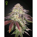 GREEN HOUSE - SUGARLATO AUTO - 3 SEEDS
