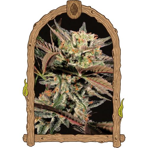 EXOTIC - AMNESIA NR.7 FEM - 10 SEEDS