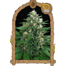 EXOTIC - EXOTIC THAI FEM - 10 SEEDS