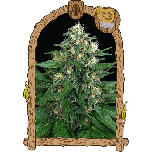 EXOTIC - EXOTIC THAI FEM - 5 SEEDS