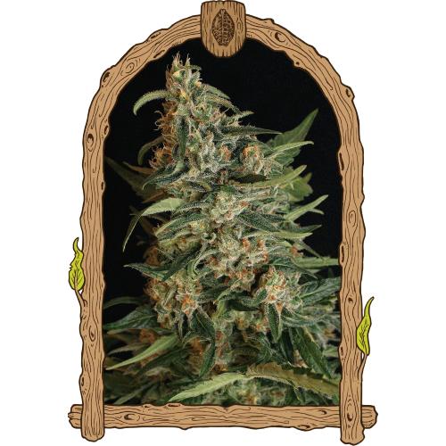 EXOTIC - GREEN GUMMY FEM - 3 SEEDS
