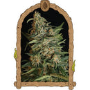 EXOTIC - GREEN GUMMY FEM - 5 SEEDS