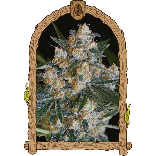 EXOTIC - LEMON CANDY FEM - 10 SEEDS