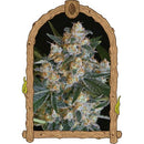 EXOTIC - LEMON CANDY FEM - 5 SEEDS