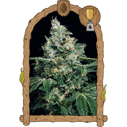 EXOTIC - SIR JACK FEM - 10 SEEDS