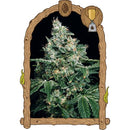 EXOTIC - SIR JACK FEM - 3 SEEDS