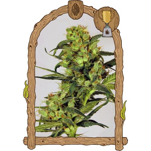 EXOTIC - SPICY BITCH FEM - 3 SEEDS