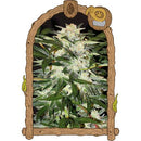 EXOTIC - MONSTER MASH AUTO - 10 SEEDS