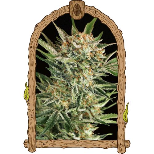 EXOTIC - RUSSIAN AUTOMATIC - 10 SEEDS