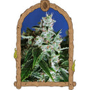 EXOTIC - SIR JACK AUTO - 10 SEEDS