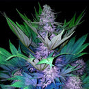 GURU PLANT - JAMAICAN BLUE MOUNTAIN AUTO - 5 SEEDS