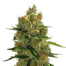 GURU PLANT - BACK TO THE 90' - 10 SEEDS