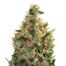 GURU PLANT - BEATNIKUSH FEM - 6 SEEDS