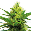 GURU PLANT - ENERGY CBD - 5 SEEDS