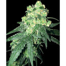 WHITE LABEL - WHITE LABEL RHINO REG - 10 SEMI