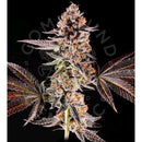 COMPOUND GENETICS - LA BOMBA FEM - 5 SEEDS