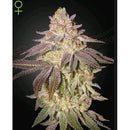NEW - GREEN HOUSE - BLACK TOFFEE AUTO - 1 SEED