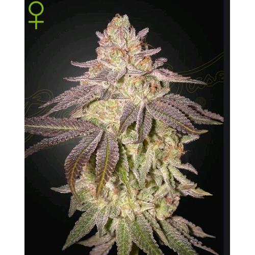 NEW - GREEN HOUSE - BLACK TOFFEE AUTO - 10 SEEDS