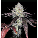 COMPOUND GENETICS - MARSHMALLOW OG FEM - 5 SEEDS