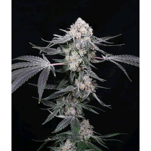 COMPOUND GENETICS - HIGH SOCIETY FEM - 5 SEEDS