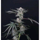 COMPOUND GENETICS - LUXAR DOS FEM - 5 SEEDS