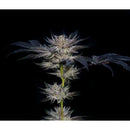 COMPOUND GENETICS - SLIPSTREAM FEM - 5 SEEDS