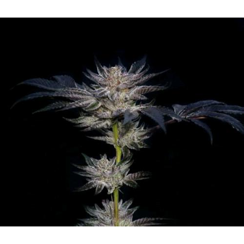 COMPOUND GENETICS - SLIPSTREAM FEM - 5 SEEDS