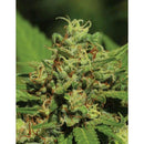 HUMBOLDT SEED COMPANY - EMERALD FIRE OG FEM - 5 SEEDS