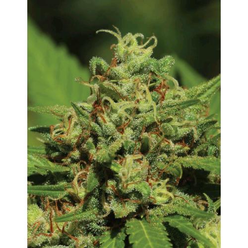 HUMBOLDT SEED COMPANY - EMERALD FIRE OG FEM - 3 SEEDS