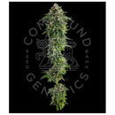 COMPOUND GENETICS - JET PUFT FEM - 5 SEEDS