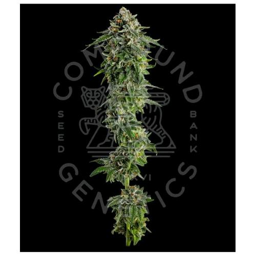 COMPOUND GENETICS - JET PUFT FEM - 5 SEEDS