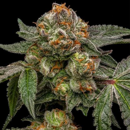 RIPPER SEEDS - ZAKE FEM - 3 SEEDS