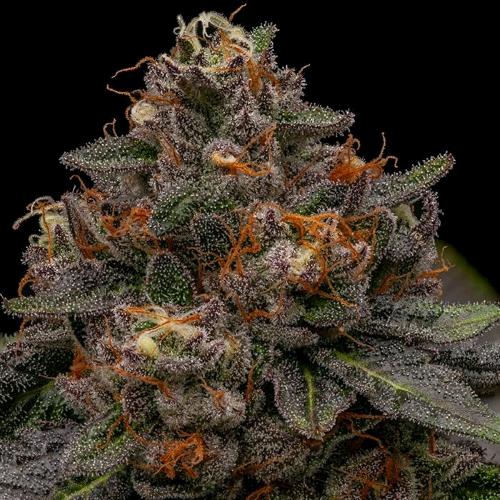 RIPPER SEEDS - KORENJI FEM - 3 SEEDS