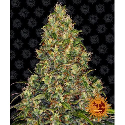 BARNEY'S FARM -  AMNESIA HAZE AUTO - 1 SEED