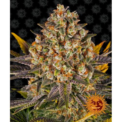 BARNEY'S FARM - BANANA PUNCH FEM - 1 SEED