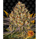 BARNEY'S FARM - BANANA PUNCH FEM - 3 SEEDS