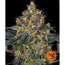BARNEY'S FARM -  MOBY DICK AUTO - 3 SEEDS